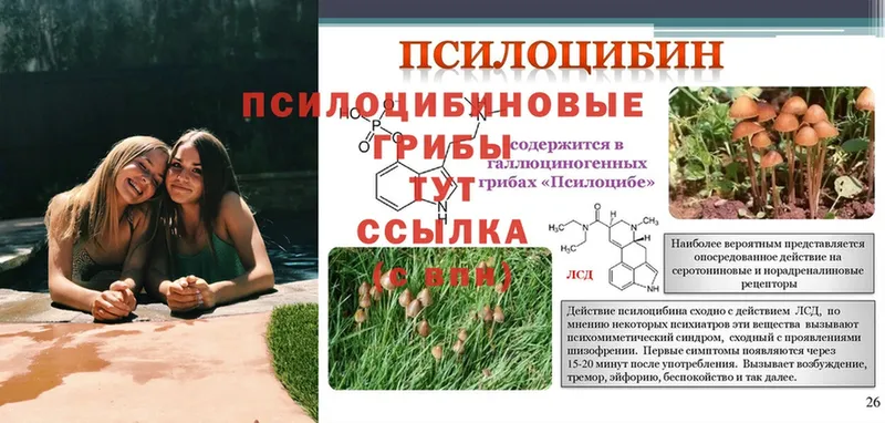 Псилоцибиновые грибы Psilocybe  Воркута 